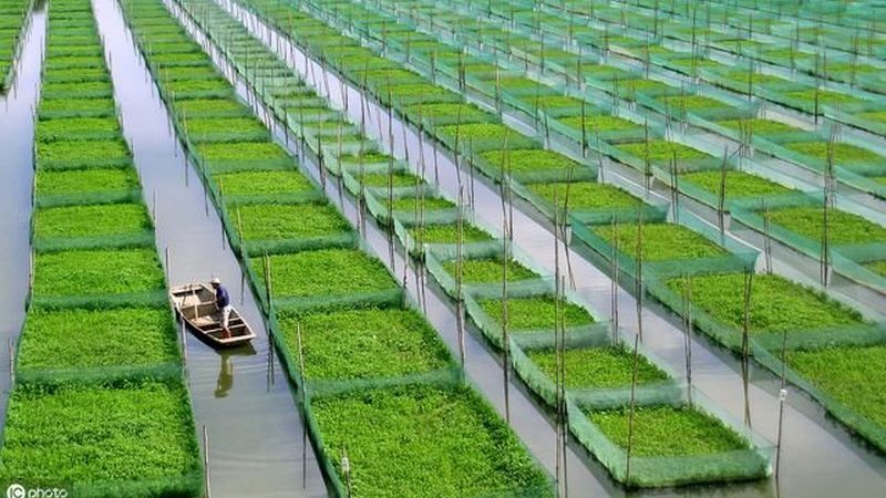 生物农药与化学农药：一场农业保卫战的较量**