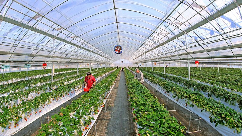 蔬菜配送价格计算公式：揭秘成本构成与定价策略**