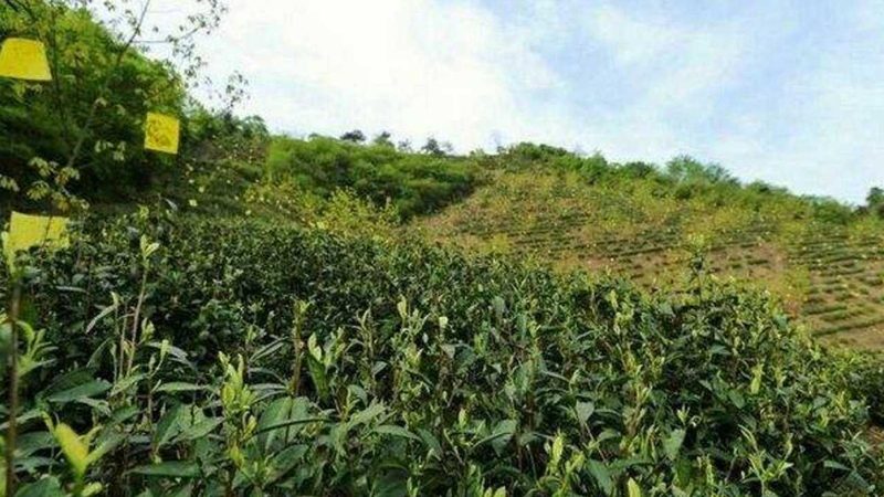 农业种植技术标准教程网站：构建高效种植新平台**