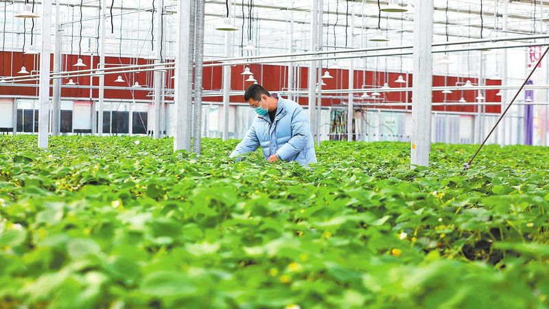 大棚种植成本解析：一亩多少钱的真相**