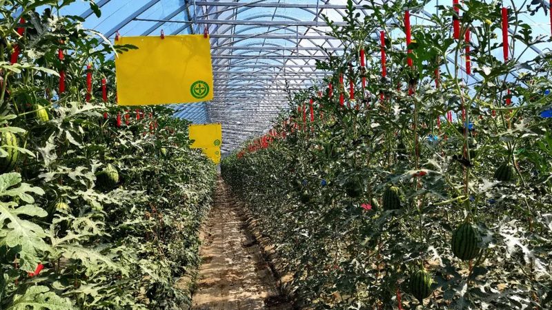 智慧农业种植系统：引领未来农业发展的十大品牌解析