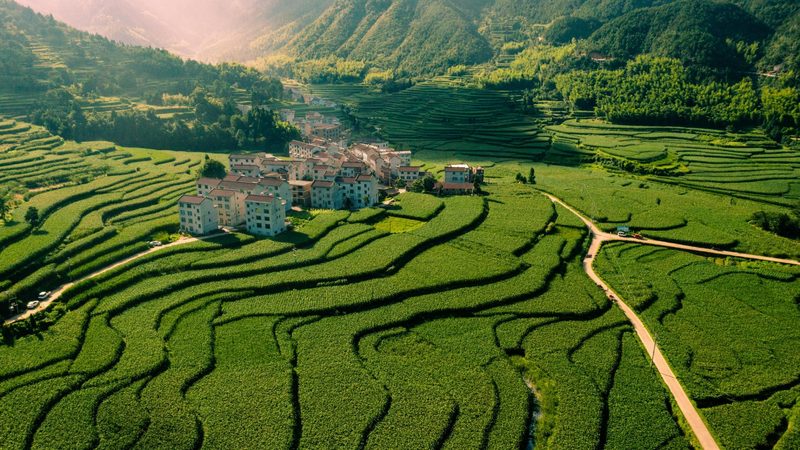 蓝莓种植间距：如何平衡土壤健康与产量提升