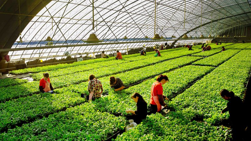四川温室大棚：打造高效农业的绿色港湾**