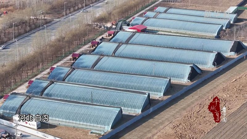 大棚农业种植技术哪家好