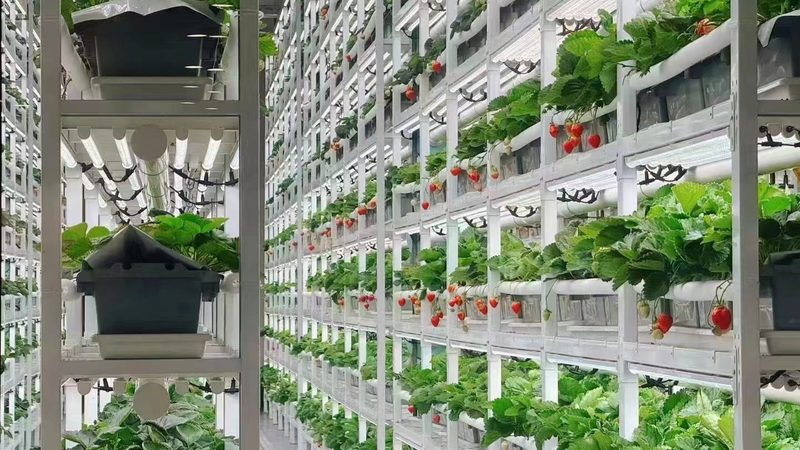 农村合作社注册：流程解析与费用概览